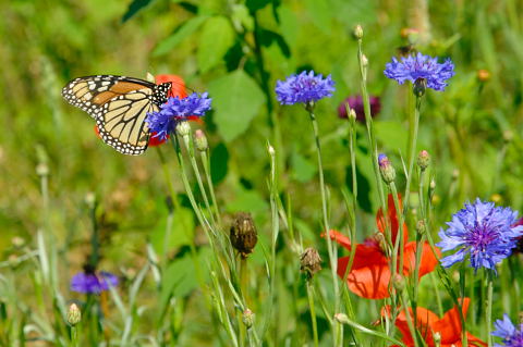 Wildflower Field