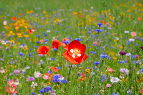 Wildflower Field