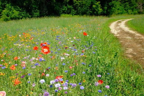 Wildflower Field