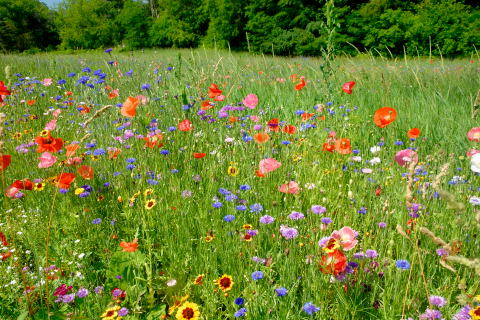 Wildflower Field